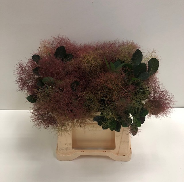 Cotinus red fountain.jpg